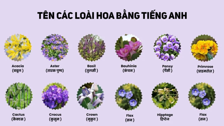 ten cac loai hoa bang tieng anh